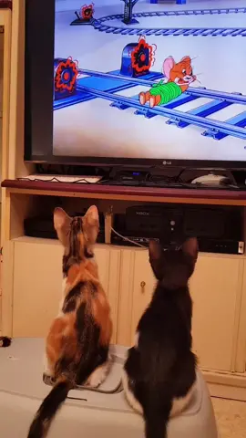 #GattidiTikTok #Catvideos #catsoftiktok #Funnycat #GattivideoTikTok #gatti #videogatti 