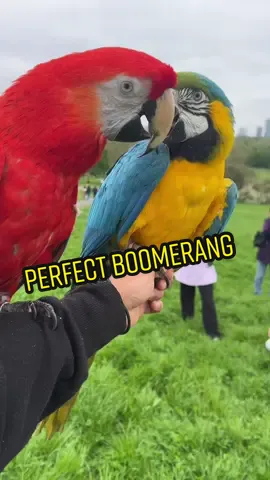 Perfect boomerang 🪃 #freeflightbirds #freeflyingparrot #parrots #fyp #cutepet #viral #primrosehill 