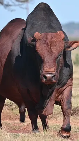 Kanon BA 12-372 from the Kroonjuweel #Boran stud.