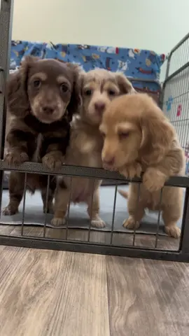 #tayloreddachshunds #dachshundpuppy #longhaireddachshund #puppy #dachshund 