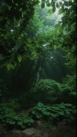 into the forest deep... #nature #forest #calm #natureaesthetic 