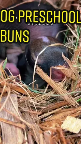 Just incase anyone wants to see last years preschool playground bunny rescue… 🐰 