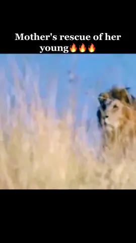 Mother's rescue of her young🔥😱#المانيا_السويد_النمسا_النروج_دينيمارك #animalworldclip #wildanima #animalsoftiktok #yummyyogart #tiktokindalike #foryou #fyp #متابعةلايك_قلب_حركة_الاكسبلور 