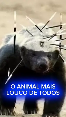 O ANIMAL MAIS DOIDO DO MUNDO  #animal #animalestiktok #curiosidadesvarias__ #curiosidadessobre #curiosidades_varias #curiosidadessobre #curiosidades_varias #texugos #animals   #curiosidadesentiktok #texugo #texugodomel  #curiosidadestiktok  #animalestiktok #discoverychannel 