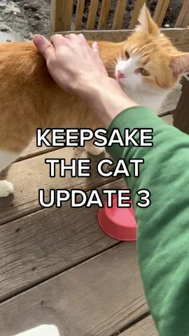 How’s that for progress?🧡🐈🥹#keepsakethecat #straycat #orangecatbehavior 