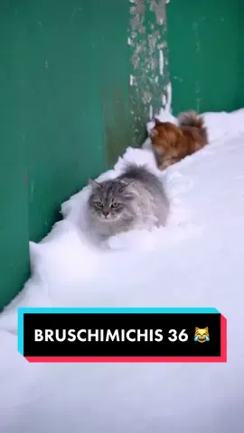 BRUSCHIMICHIS 36 🐈❤️😹 - insta twitch yt: Pablo Bruschi ⚡️ #comedia #humor #viral #fyp 