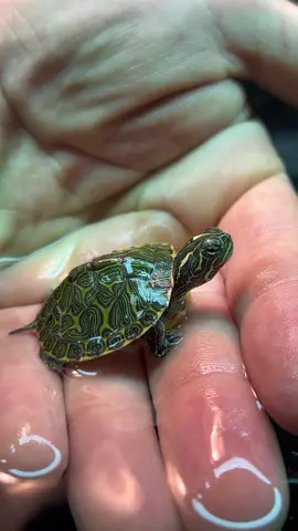 I love these guys, the biggest downside so far is that the water definitely gets dirty fast and their tank smells worse than the goldfish onlt tanks. The goldfish in this tank are helping eat up the uneaten turtle food. #fish #goldfish #aquarium 
