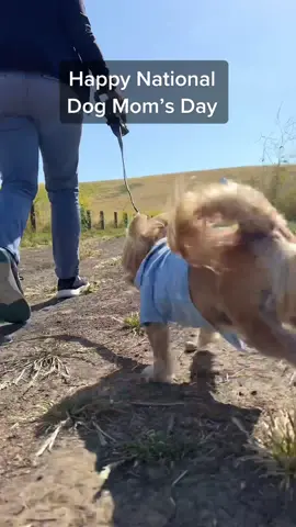 Here's to all the dog moms who never thought they'd be the type of person to carry around a bag of poop, but here we are. Happy National Dog Mom's Day! #NationalDogMomsDay #WalkingAdventure #FurBabyFun #CardioTherapy #DogMom #dogmomsday?  #FurBabyLove #ProudDogMom #Spleash #DogWater #Hydrate #KeepYourDogHydrated #cutedog #DogFameGroup #dogmom #dog #mothersday