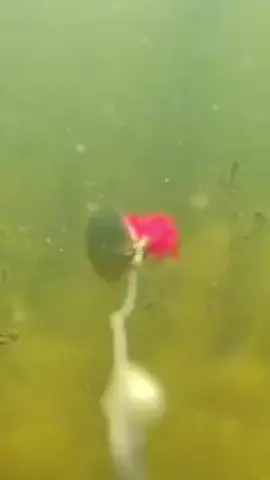 Determined 🫡 #fish #fishing #fishinglife #fishingtiktoks #shark #sea #sharkfishing #seafood #fishtok #boats #fishingboats #fishingfails #fail #fishingfail #fishingreel #failscompilation #fishingtrip #monsterfish #bass #satisfying 