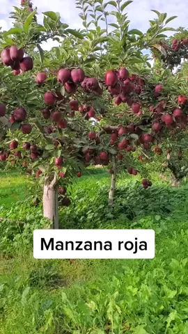 Increible luce el arbol de manzana roja🍎 #platacion #arboles #washington #agricultura 