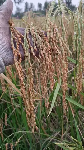 พันธุ์ข้าวเหนียวไก่น้อยสีทอง#เกษตรมือทำ #ไร่ธนธรณ์ #ดันขึ้นฟีดแน่