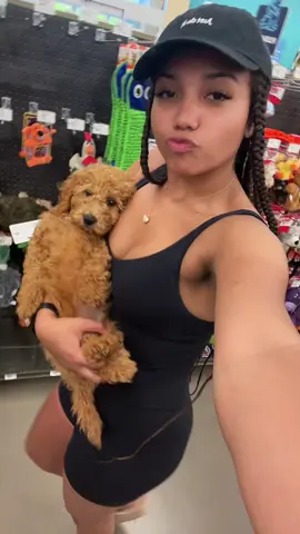 #fyp #minigoldendoodlesoftiktok 