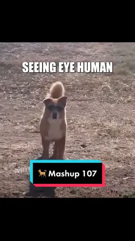 🐕 Mashup 107 Extended Edition #voiceover #dogs #funny #fyp 