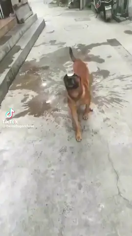 Look at this smart dog balancing a glass full of water on his head while walking at the same time. Can you do this? I don't think so. Better skills than humans.