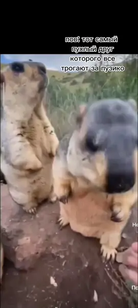 #CapCut #сурки #fyp #рек #хочуврек  ты меня не дёгай