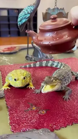 Baby crocodile vs frog enjoy it. #Amazing #crocodile #animal #babycrocodile animal post