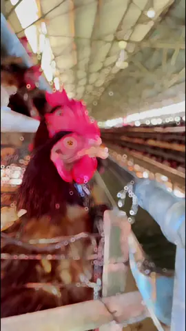 #peternakanayampetelur #tiktok #peternakanindonesia #ayam #jawatimur #jawatengah #jawabarat #indonesia #ayampetelurindonesia #ayamisabrown #peternakmuda #hargatelur #peternakanindonesia💯 #peternak #bosmuda😎 #usahaayam #usahaayampetelur  #CapCut 