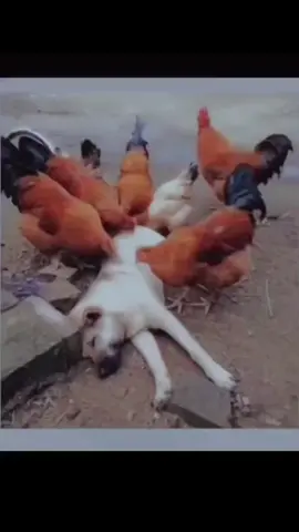 🤣🤣#tiktokgiaitri #haihuoc #haihuoctiktok #xuhuong 