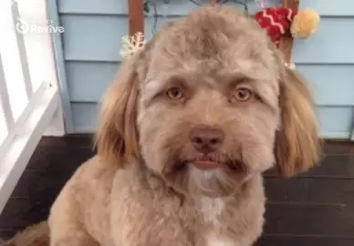 You heard the dog #MyDog #funnymemes #funnycontent #meme #FunnyMemeVideos #randomfunnyvideos #DogsTikTok #postingrandommemes #dogsoftiktok #dogvideos #TalkingDog #editvideos #tiktokedits #ThatDog #randommemes #randomedits #JustADog #funnytiktok #Doggies #JustAHappyDog 