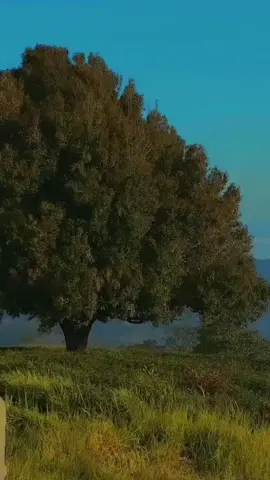 # #nhạcchillcảnhđẹp #mẫucapcut #nhạcchillhay #cảnhđẹpthiênnhiên #capcutpro #thiênnhiên #sadmusic #nhạcchill #hướngdẫneditvideo #ứngdụngcapcut #slowedsongs #relaxingmusic #chillmuisc #aesthetic #musicandchill #wallpaperaesthetics #englishsongs #editnhacchill #nhạckhônglờihay 