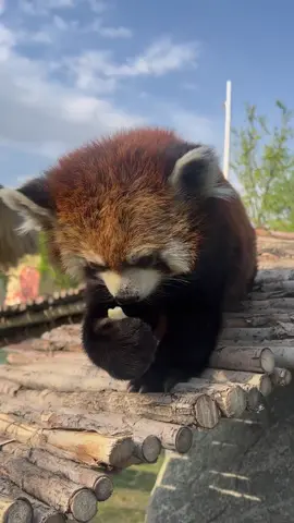 #redpanda #cute #foryou #fpy #zoo #ailurusfulgens #amsr 