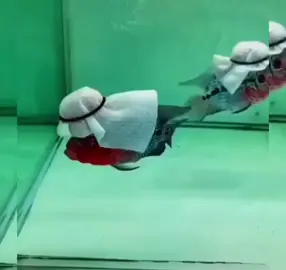 begini kalau ikan lauhan hidup d arab...🤣🤣🤣🤣