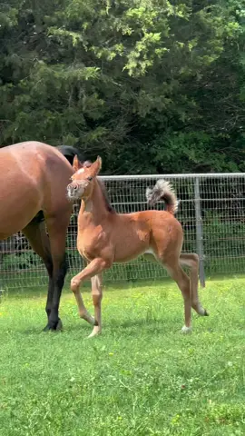 Pretty girl walk #horse #foal #filly #arabianhorse #horsesoftiktok #trot #tail #babyhorse #cute #babyanimals##riz #fyp 