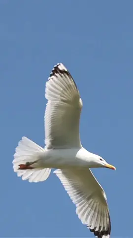 seagull flies in a clear peaceful sky