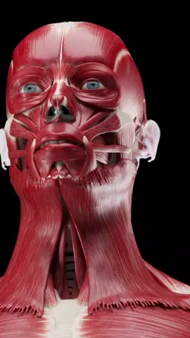 Our 3D muscle anatomy model is the result of years of meticulous research and development, utilizing the latest technology to create a stunningly accurate and detailed representation of the human musculature. With over 600 muscles accurately modeled and textured, this tool is a must-have for medical professionals, educators, and anyone interested in the intricacies of human anatomy. Our model allows for a 360-degree view, zooming in to the smallest details, making it an invaluable resource for studying muscle function, physiology, and pathology. Whether you're a medical student, physical therapist, or athlete, our 3D muscle anatomy model is an essential tool for understanding the human body. #vray #medical #3d #meded #anatomy #muscles #3dmodeling 