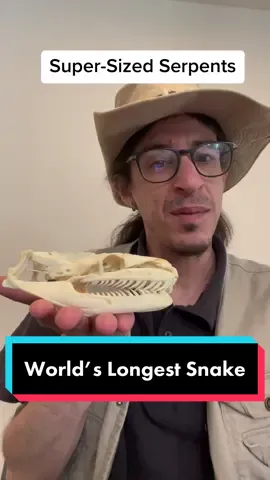 #rock_n_roll_reptile #snake #reptile  #python #reticulatedpython #anaconda #greenanaconda #size  #longest #reticulated #serpent #herpetology #zoology #education  