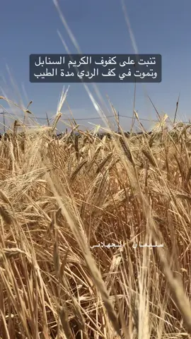 تنبت على كفوف الكريم السنابل وتموت في كف الردي مدة الطيب#سليمان_الجهلاني #عمان_الاردن🇯🇴🤍 #شونه_الجنوبية🇯🇴 #الاردن_السعوديه_قطر 