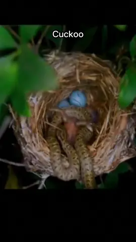 Snake Comes for Cuckoo | Karma? 🐍🐦 #UnexpectedEncounter #NaturesJustice #KarmaBites #CuckooBird #FYP 