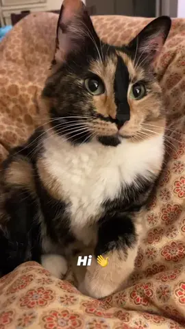 #SnickersMondayMotivation~ My thought for you today is about the importance of expressing our feelings. Please know that your feelings are valid. You have every right to feel whatever emotion you want. You aren’t being dramatic. You aren’t over exaggerating. You’re feeling and that’s okay. Don’t keep your feelings sheltered- express them. Don’t ever let life shut you up. Always expressed your true feelings to the ones that matter to you, because opportunities are lost in the blink of an eye, but regrets can last a lifetime 😘 #snickersthesmilingcat #mondaymotivation #BigSmile #CalicoCat #sweetsnickers #catreels #meowdel #Prettycat #BigHeart #calicocatsoftik #Kindness #SelfLove 