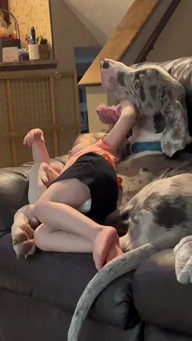 She statyed playing with his lips and ended up with half her are down his throat. 🤦🏻‍♀️ #greatdanesoftiktok #chickareemountaindanes #rhinostonecowboy #toddlersoftiktok 