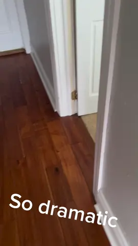 #dogs #dogsoftiktok #greatdane #greatdanesoftiktok #dogsvideo 