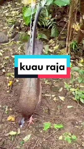 burung kuauraja argusianus argus lagi memancing memperlihatkan keindahannya supaya betina tertarik#kuaurajaargusianusargus#burungcantik#beautyfulbird