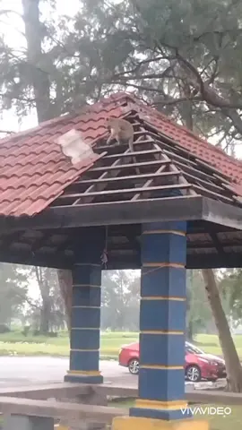 I will kill this monkey 🫣 #kalenjincomedy #kalenjintiktokers #kalenjin #kalenjintiktok #kalenjinsontiktok 