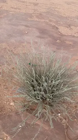 زعتر