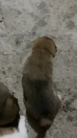 #dog #cute #trending #dogsoftiktok #funny little dog have a little fierce