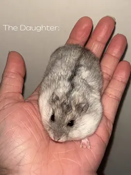 #fyp #fypシ #viral #hamster #hamsters #hamsterlover #hamsterhabit #hamstergang #hamsterlife #hamsterwinterwhite 