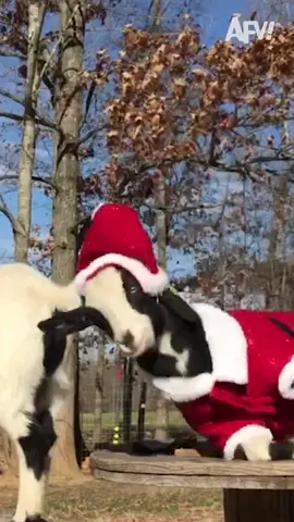 We’re going wild for these animal clips 😂 #goat #camel #animals #voiceover #parody #funnyvideos #afv 