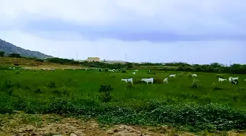 #سحاب #غيوم #حلال#مناظر_طبيعيه #جازان العارضه #