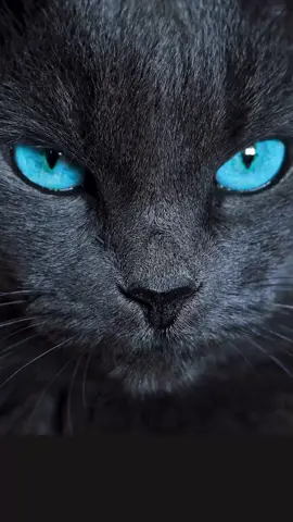 beautiful gray cat with blue eyes