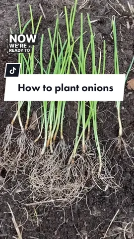 🧅How to plant onions! Onions can be a little tricky to plant, but with my growing tips I’m sure you’ll be successful 🙌🏼 🧅Wait to plant until all danger of frost has passed 🧅Create a cardboard spacer that’s 4” square 🧅Tease apart your seedlings so they can be planted individually 🧅Using your spacer, plant each onion seedling 4” apart on a grid.  🧅Bury your onion seedlings to halfway up the bulb portion. 🧅Water deeply and often! Onions have shallow roots and can dry out quickly. Mulching can help, too! 🧅Harvest when most of the tops fall over and cure in the sun for a week for storage (don’t worry - I’ll have another video soon on how to do this part 🙌🏼) Are you growing onions this year? Make sure to save this reel for reference later 💫! #gardentips #gardeningtips #gardenhacks #gardeninghacks #gardening101 #zone4gardening #onions #growingonions 