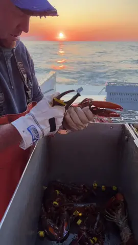 #lobster #seafood #maine #fishing #lobsterfishing #commercialfishing #lobstertok #fy #fyp #interesting #educate #sustainable 