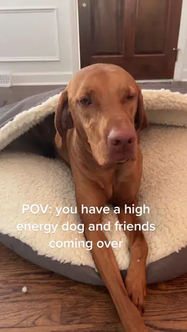 #vizsla #vizslasoftiktok #dogs #dogsofttiktok #dogtok #funnydog #highenergydog 
