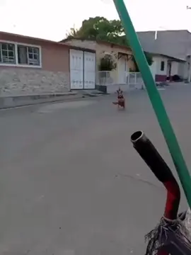 Whatta... #dog #runs #frontlegs 