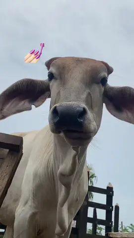 #vaquita #campo #animals #funnyvideos #agropecuaria🤠 #humor #agropecuario 