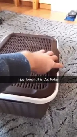#funnyvideos #memes #catsoftiktok 