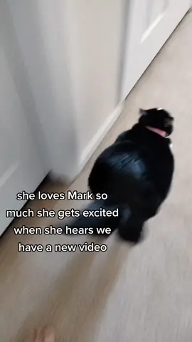 I also just play videos that we've already watched when she has tv time just because it makes her happy 🐱 . #fyp #girlcat #blackandwhitecatsoftiktok #tuxedocatsoftiktok #catsoftiktok #pandacat #markiplier #markfischbach 